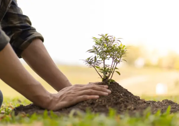 3 sencillos pasos para adoptar un árbol nativo en Monterrey