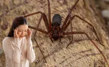 BCS, en alerta por araña violinista: ¿cómo prevenir y actuar en caso de picadura?