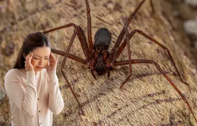 BCS, en alerta por araña violinista: ¿cómo prevenir y actuar en caso de picadura?