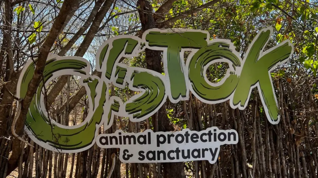 Santuario Ostok cierra sus puertas por la violencia en Culiacán; así trasladaron a 700 animales