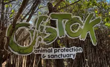 Santuario Ostok cierra sus puertas por la violencia en Culiacán; así trasladaron a 700 animales