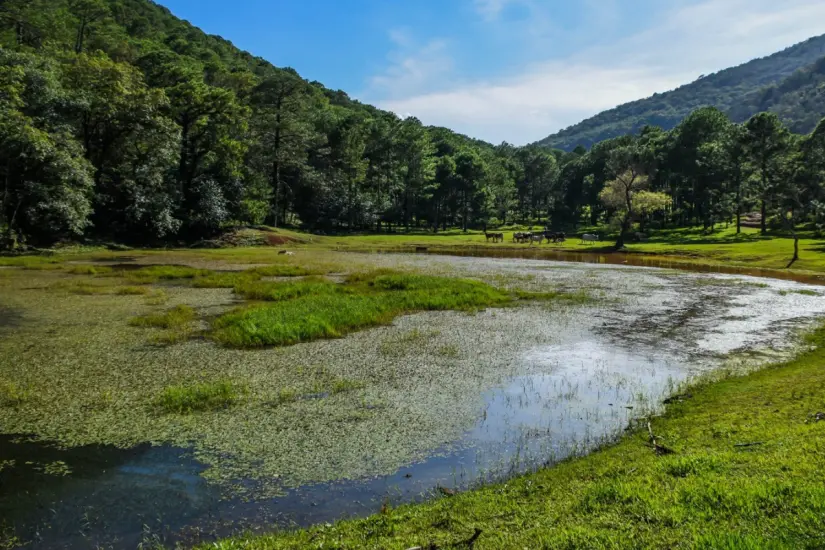 Rancho El Molino ubicado en la Sierra Madre Oriental en Victoria. Foto: Daniel Espinoza