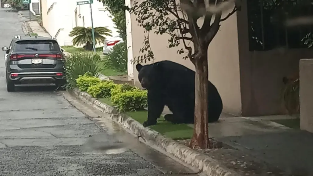Vecinos de Valle Alto comparten videos en redes sociales por avistamiento de oso