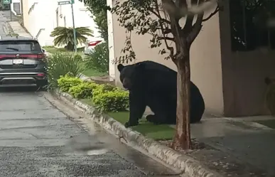 Vecinos de Valle Alto comparten videos en redes sociales por avistamiento de oso
