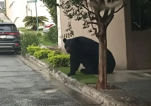 Vecinos de Valle Alto comparten videos en redes sociales por avistamiento de oso
