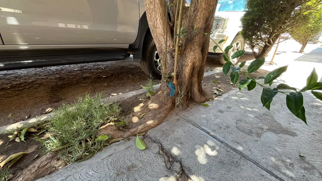 ¿Cuáles árboles se pueden plantar sin que levanten  la banqueta?