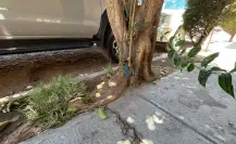 ¿Cuáles árboles se pueden plantar sin que levanten  la banqueta?
