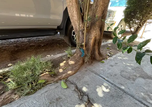 ¿Cuáles árboles se pueden plantar sin que levanten  la banqueta?