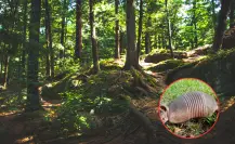 El increíble animal nativo de Durango famoso en todo el mundo por su coraza o armadura
