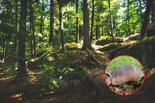 El increíble animal nativo de Durango famoso en todo el mundo por su coraza o armadura