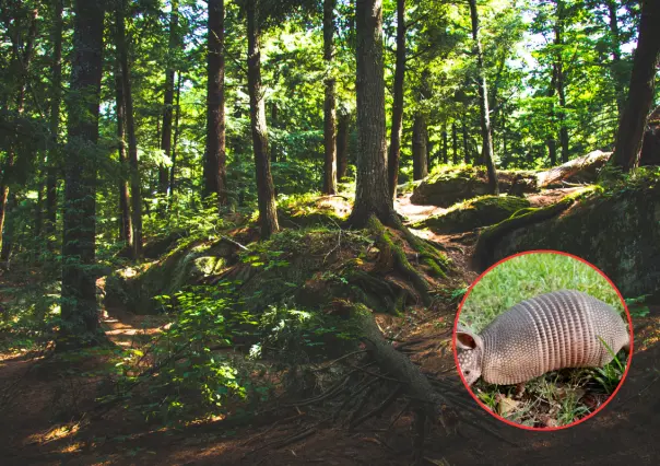 El increíble animal nativo de Durango famoso en todo el mundo por su coraza o armadura