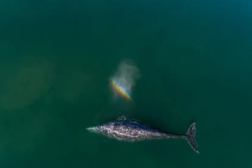 Ballenas en Puerto Adolfo López Mateos, Baja California Sur. Foto: National Geographic LATAM