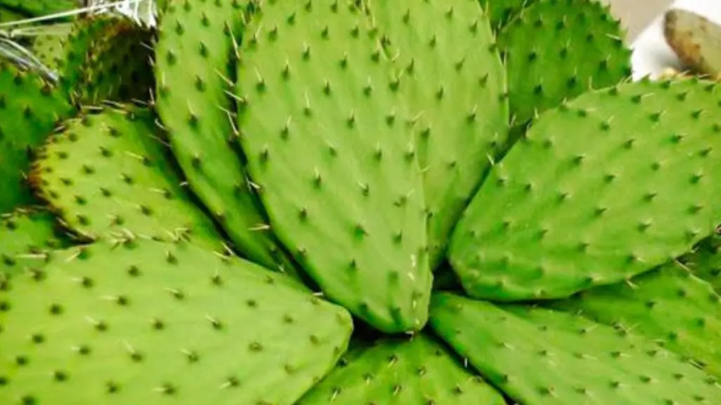 Este cactus de Tamaulipas puede ser utilizado para dolencias, control de diabetes y colesterol