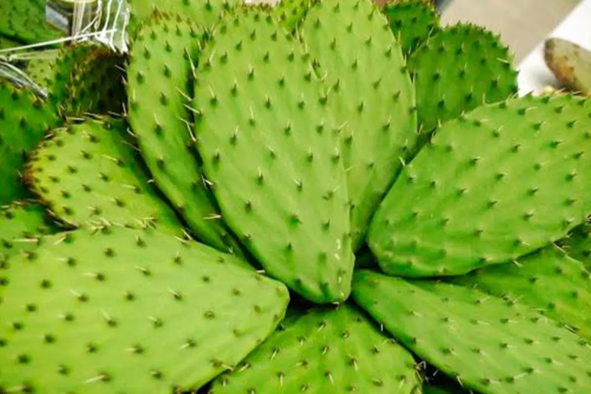 El nopal es uno de los cactus más comunes y consumidos en Tamaulipas. Foto: Gobierno de México