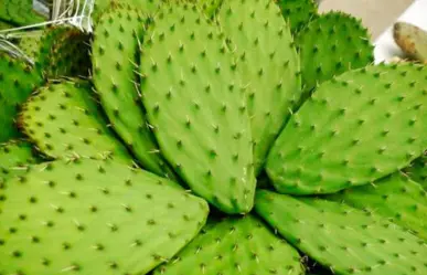 Este cactus de Tamaulipas puede ser utilizado para dolencias, control de diabetes y colesterol