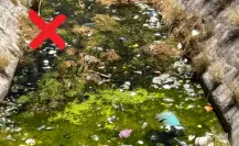 Sucio y desagradable, así luce el canal que atraviesa la colonia Mayagoitia