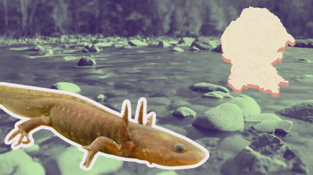 ¿Hay ajolotes en Coahuila? Esta es la especie que habita en la entidad