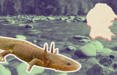 ¿Hay ajolotes en Coahuila? Esta es la especie que habita en la entidad
