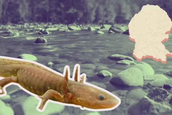 ¿Hay ajolotes en Coahuila? Esta es la especie que habita en la entidad