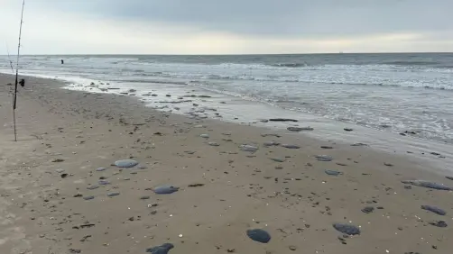 Cierran playa en Tamaulipas por presencia de hidrocarburo; investigan su origen en Tabasco 