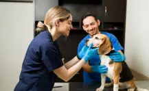 Asi puedes participar en la campaña de esterilización gratuita de la UAT