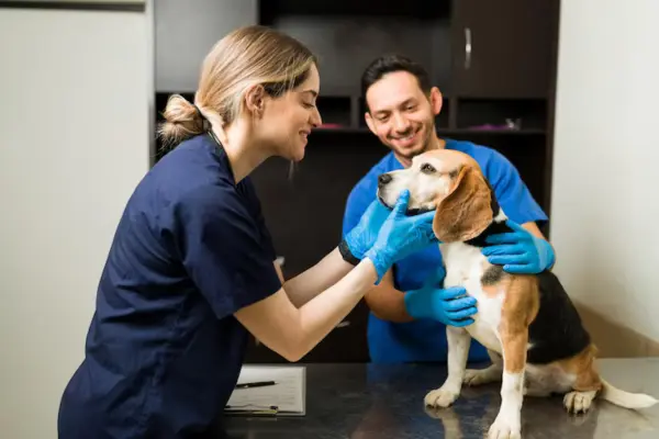 Asi puedes participar en la campaña de esterilización gratuita de la UAT
