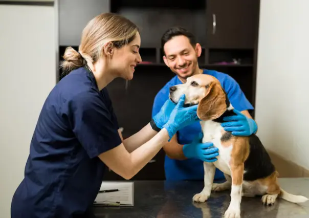 Asi puedes participar en la campaña de esterilización gratuita de la UAT
