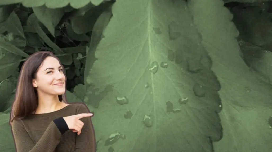 Esta es la planta nativa de Nuevo León que puede controlar la glucosa