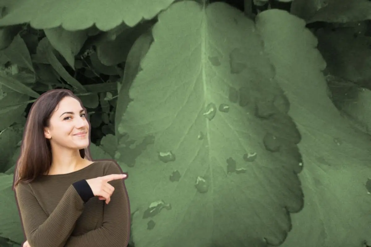 Una de ellas es la Planta Prodigiosa, que crece en diversas regiones del país, incluyendo el estado de Nuevo León. Foto: EcuRed / Freepik