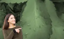 Esta es la planta nativa de Nuevo León que puede controlar la glucosa