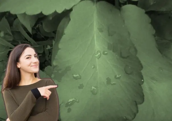 Esta es la planta nativa de Nuevo León que puede controlar la glucosa