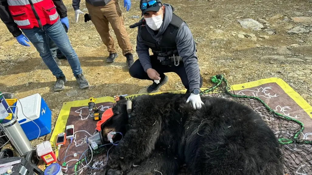 Guardia Forestal atiende a 300 especies de fauna silvestre en lo que va del 2025 en Nuevo León