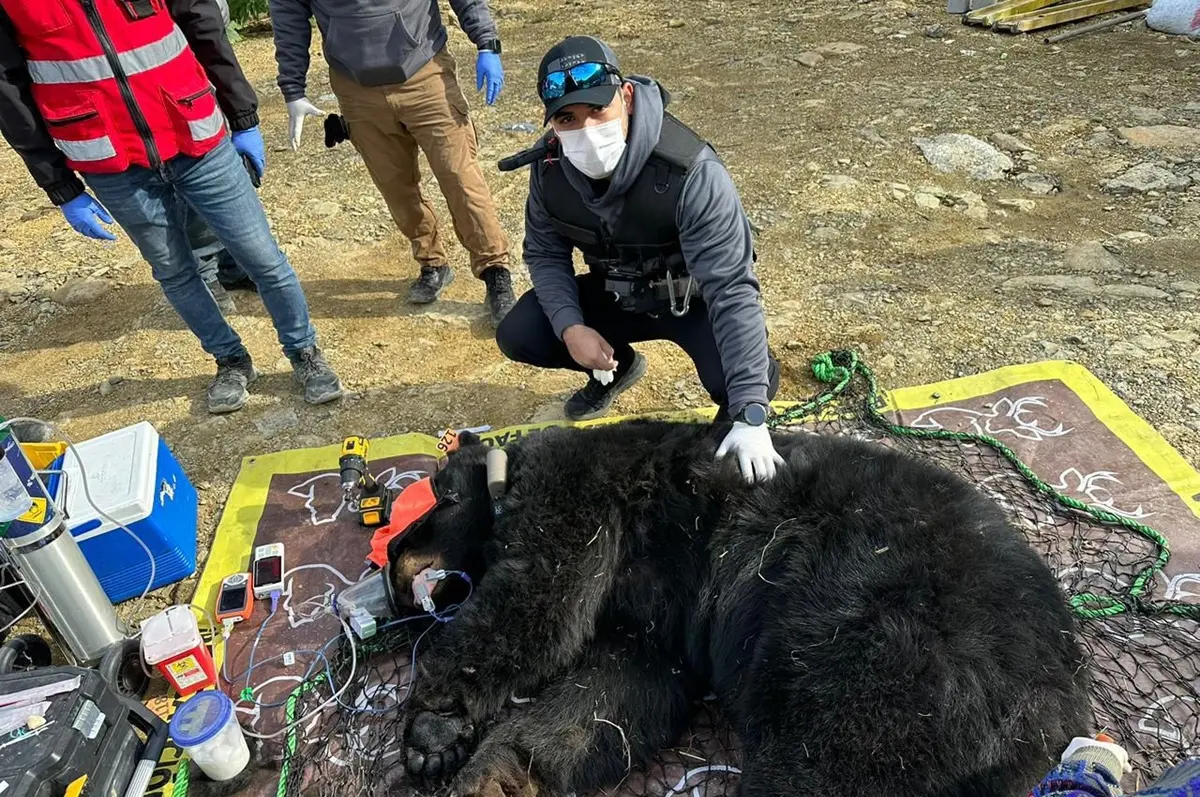 En un esfuerzo por la conservación ambiental en el estado, la Guardia Forestal de Parques y Vida silvestre, alcanzó la histórica cifra de 300 atenciones a reportes. Foto: Guardia Forestal de Nuevo León