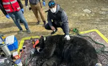 Guardia Forestal atiende a 300 especies de fauna silvestre en lo que va del 2025 en Nuevo León