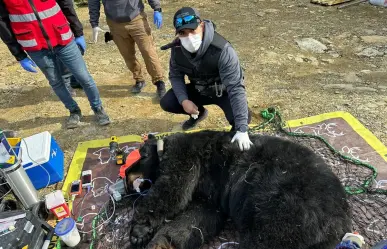 Guardia Forestal atiende a 300 especies de fauna silvestre en lo que va del 2025 en Nuevo León