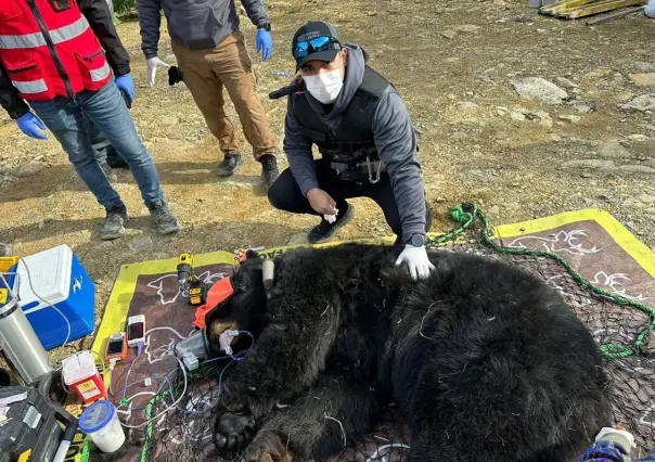 Guardia Forestal atiende a 300 especies de fauna silvestre en lo que va del 2025 en Nuevo León