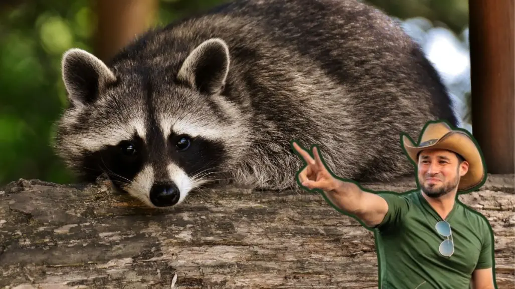Guardia Forestal de Nuevo León rescata a cinco crías de mapache en plantel escolar