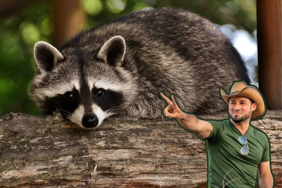 La Guardia Forestal de Nuevo León informó a través de sus redes sociales sobre el rescate exitoso de cinco crías de mapache localizadas en un plantel educativo. Foto: CANVA / Glen Zambrano