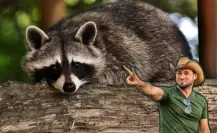 Guardia Forestal de Nuevo León rescata a cinco crías de mapache en plantel escolar