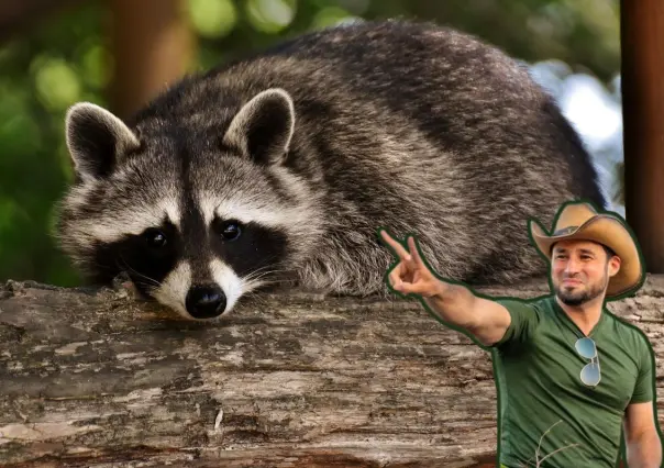 Guardia Forestal de Nuevo León rescata a cinco crías de mapache en plantel escolar