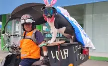 Ella es la Tóxica y le encanta recorrer en moto las calles de Victoria con su dueño