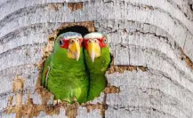 Aumenta avistamiento de loros en zona urbana de Mérida