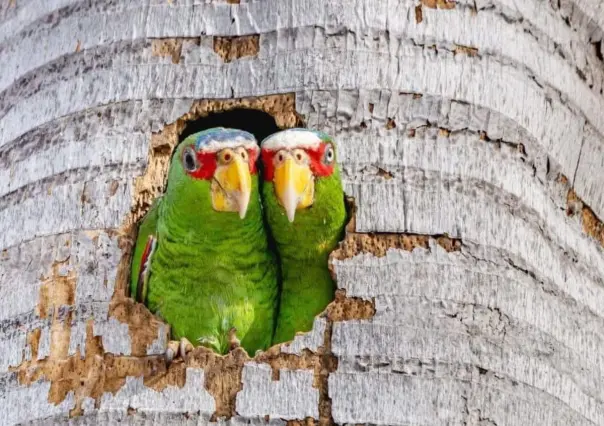 Aumenta avistamiento de loros en zona urbana de Mérida