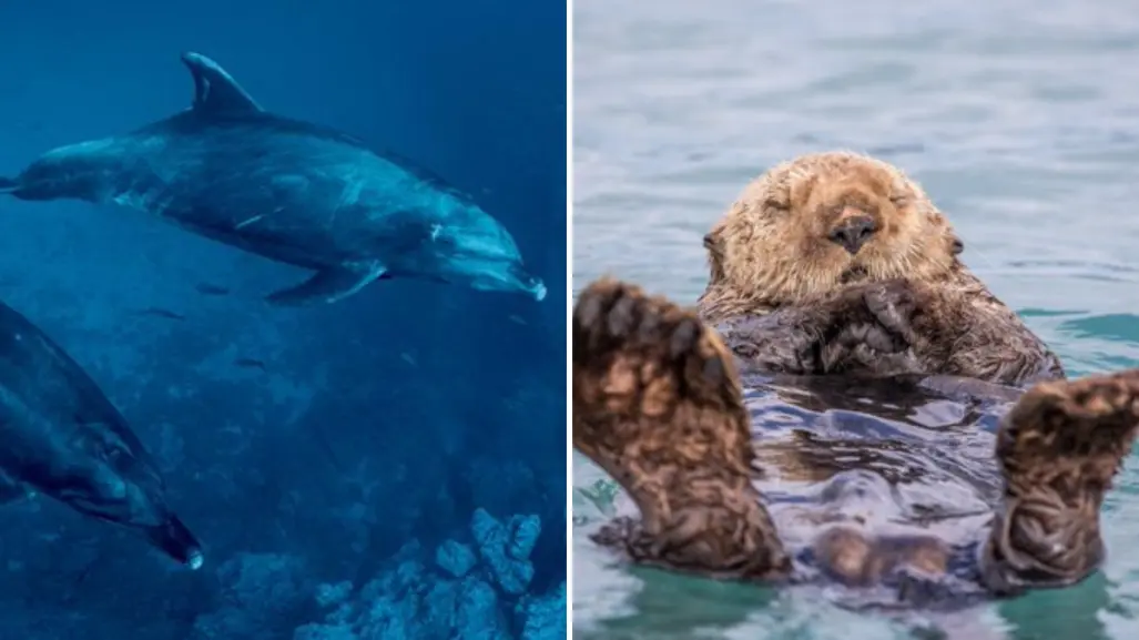 Nat Geo y la vida marina de Baja California en su serie México Indomable