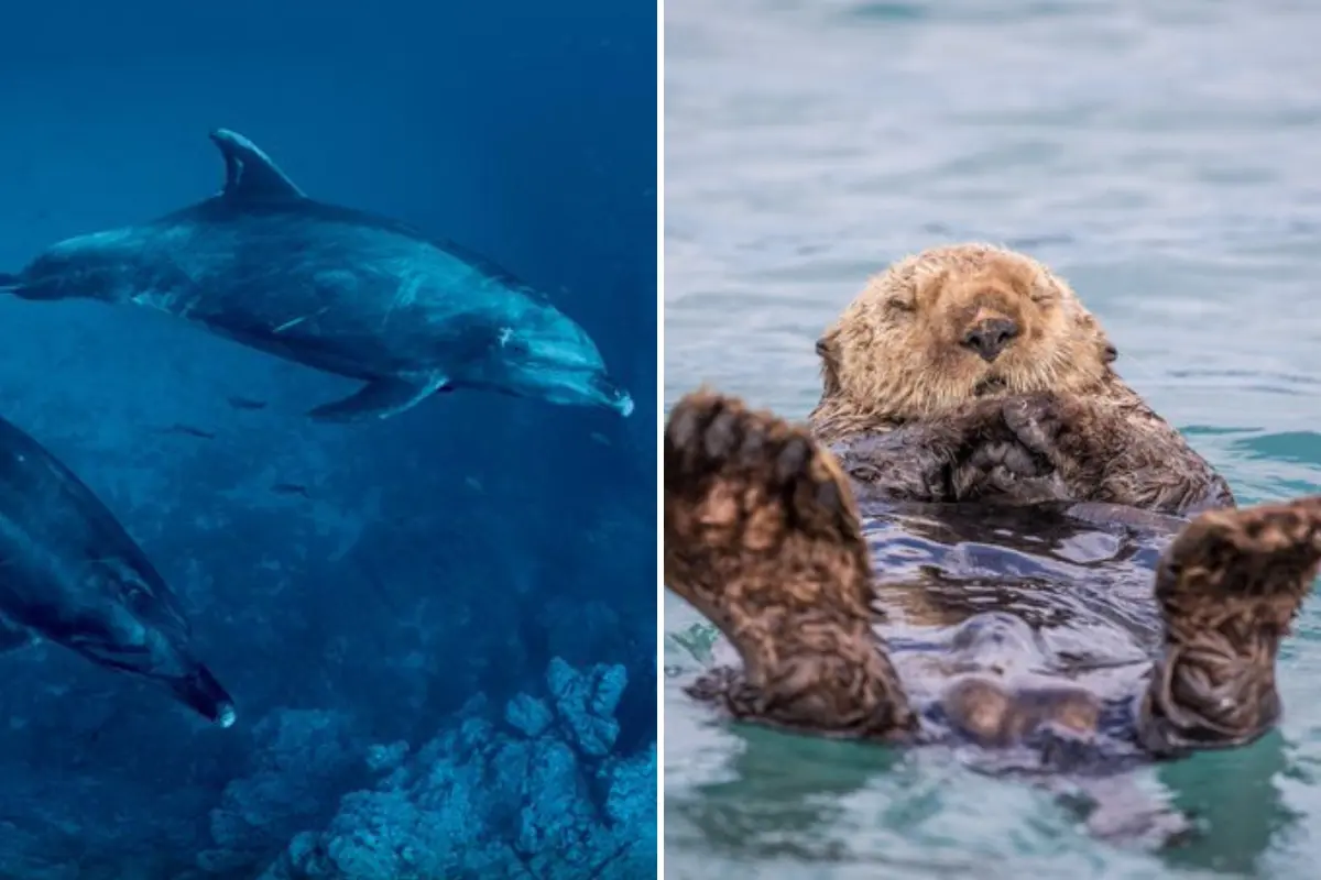 Foto: Nationl Geographic / X