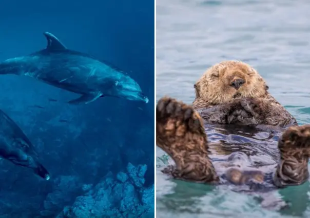 Nat Geo y la vida marina de Baja California en su serie México Indomable