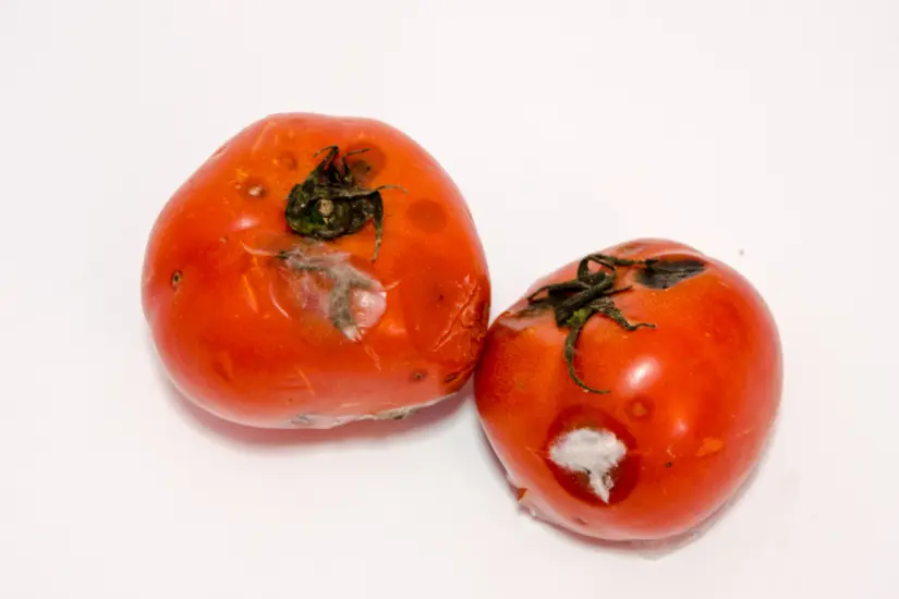 Durante el verano, es vital saber cuántas horas puede estar la comida sin refrigeración para mantener su frescura. Foto: Canva