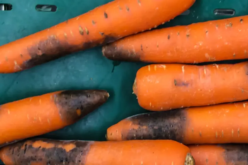 Conocer los riesgos de dejar comida fuera en verano es esencial para evitar intoxicaciones y desperdicios alimentarios. Foto: Canva