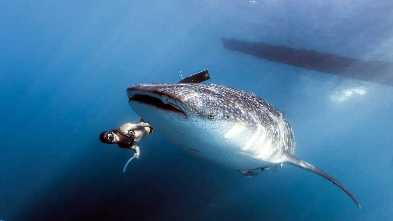 ¿Cómo son los tours de nado con tiburón ballena?. Foto: Canva
