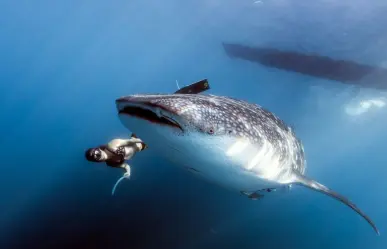 Esta es la isla de Quintana Roo donde puedes nadar con tiburones ballena